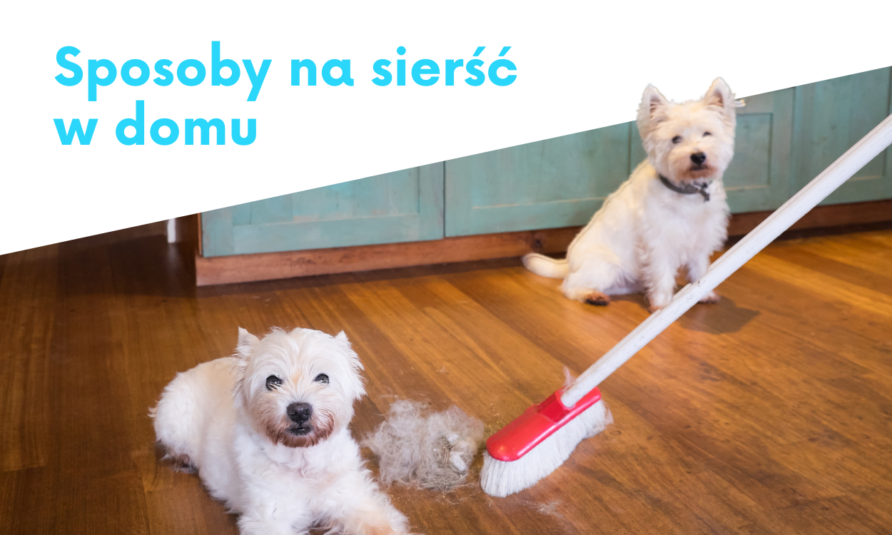 Sposoby na sierść w domu