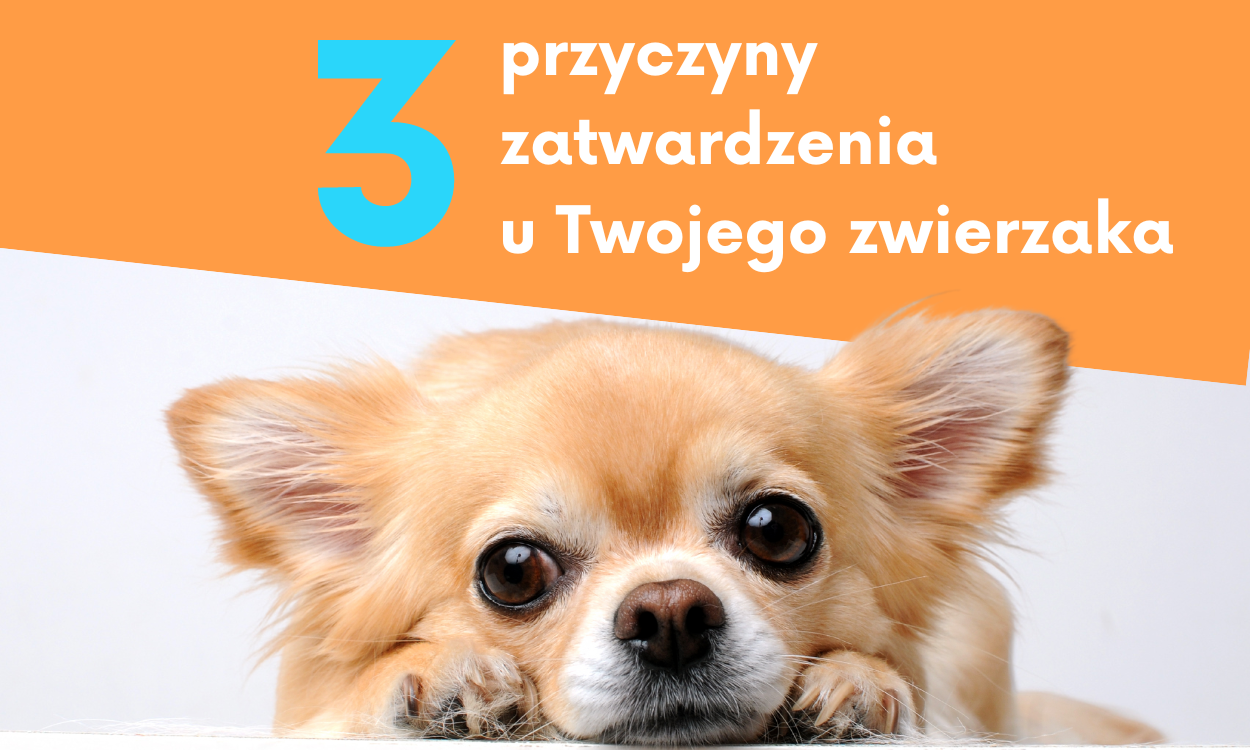 3 przyczyny zatwardzenia u Twojego zwierzaka